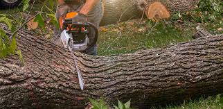 Best Firewood Processing and Delivery  in Lake Riverside, CA