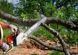 Best Seasonal Cleanup (Spring/Fall)  in Lake Riverside, CA