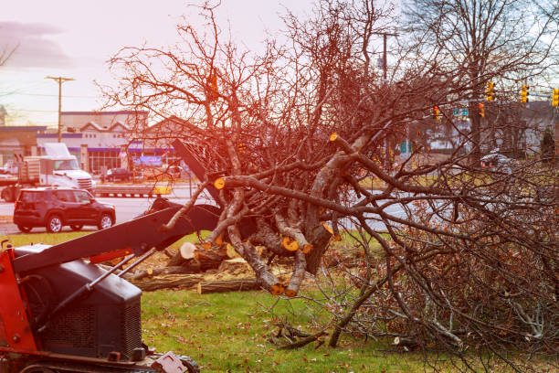 Best Lot and Land Clearing  in Lake Riverside, CA