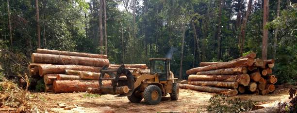 Best Tree Preservation Services  in Lake Riverside, CA
