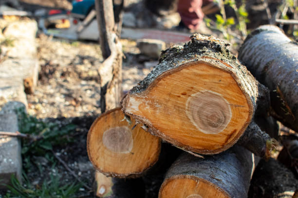 How Our Tree Care Process Works  in  Lake Riverside, CA