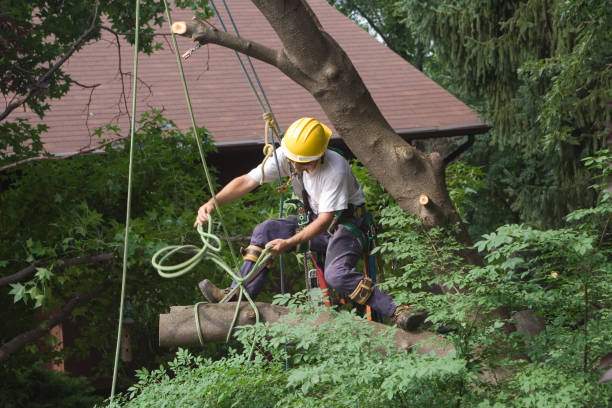 Best Tree Cabling and Bracing  in Lake Riverside, CA