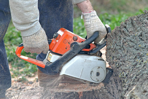 Reliable Lake Riverside, CA Tree Care Solutions