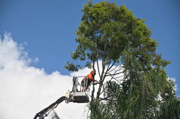 Best Tree Removal  in Lake Riverside, CA