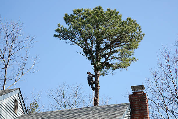 Best Tree Trimming and Pruning  in Lake Riverside, CA