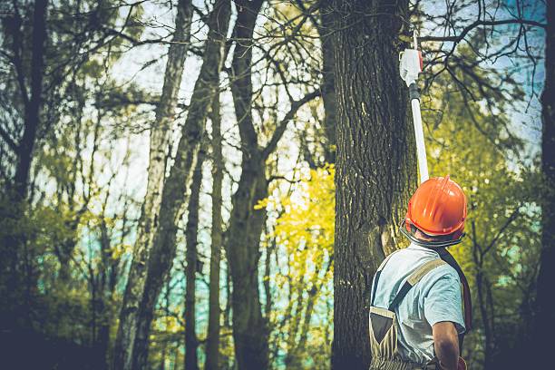 Tree and Shrub Care in Lake Riverside, CA